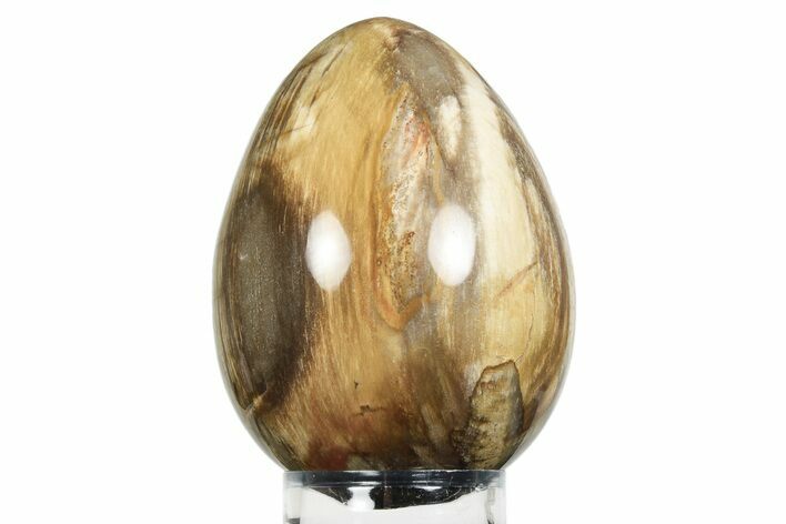 Colorful, Polished Petrified Wood Egg - Madagascar #245378